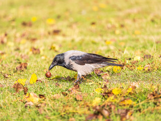 Hooded crow, corvus cornix, standing on the lawn in the spring or summer