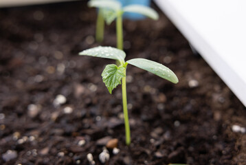 Young cucumber plants in a flower bed