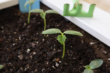 Young cucumber plants grown from seeds in urban garden