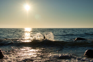Obraz premium Dog jumps into the water on a beach in the Baltic Sea in Rerik, Germany on a spring evening with the sun shining in the sky.