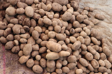 Potatoes kept for sale at a wholesale market