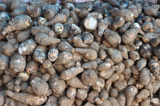 Taro roots or arbi, colocasia roots, edible corms
