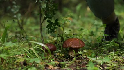 Woman bends over to pick porcini mushrooms from forest floor with grass and fallen leaves. Leisure activity for curious people appreciating serene experience of spending time foraging in wild nature