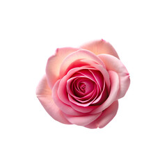 pink roses with green leaves