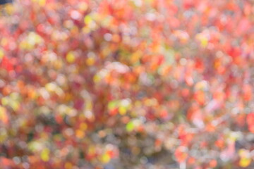 ハナミズキの紅葉のぼかし　アウトフォーカス