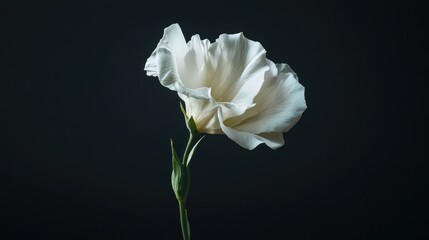 White Flower on a Dark Background