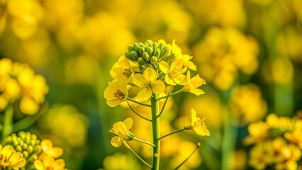 mustard flower. Selective focus
