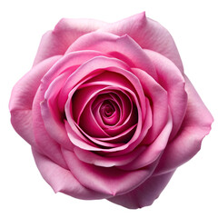 pink roses with green leaves