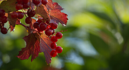 Viburnum opulus also known as guelder-rose or snowball tree with vibrant red berries