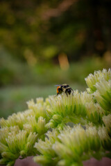 bee on a flower