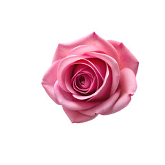Obraz premium pink roses with green leaves