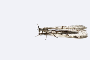 A predatory insect, an ant lion, with transparent wings, photographed in full growth on white.