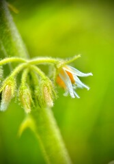 Flor silvestre  