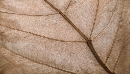Abstract of flower petals, beige transparent leaves with natural texture
