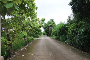 Concrete road