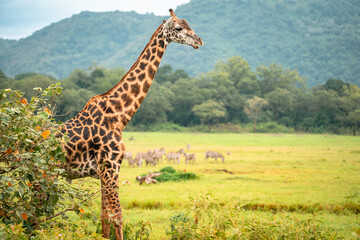 Giraffe Looking Out Over Arusha National Park, Tanzania