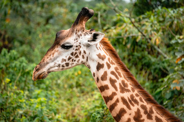 Giraffe Head & Neck in Profile, Arusha National Park, Tanzania