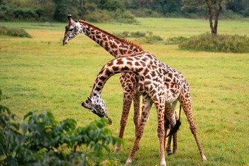 Two Giraffes Fighting, Arusha National Park, Tanzania