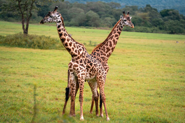Two Giraffes Looking Opposite Directions, Arusha National Park, Tanzania