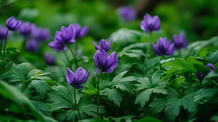 Obraz premium A vibrant cluster of deep purple flowers nestled among rich green leaves evokes the tranquility of a serene forest.