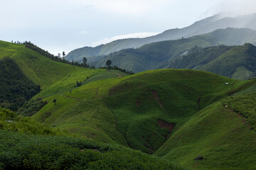 Landscape of Morning Mist with Mountain Layer at north of Thailand. mountain ridge and clouds in rural jungle bush forest