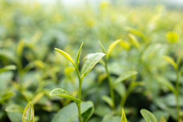 Fototapeta premium Green tea leaf in the morning, tea plantation