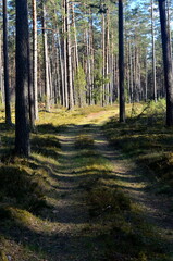 Naklejka premium landscape with footpath in a dark pine forest. Pathway (rural road) through the evergreen forest. 