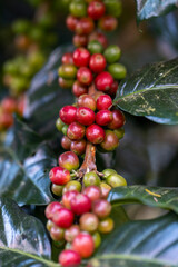 coffee berries by agriculture. Coffee beans ripening on the tree in North of Thailand