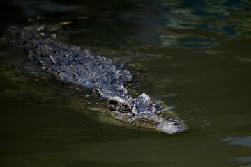 Close-up of a crocodile's head, showing its mouth and sharp teeth.