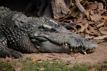 Close-up of a crocodile's head, showing its mouth and sharp teeth.