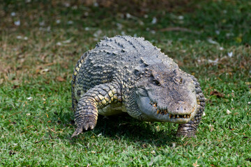 Close-up of a crocodile's head, showing its mouth and sharp teeth.