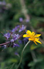 Obraz premium Flowers 