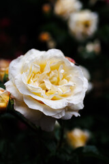 white and yellow rose