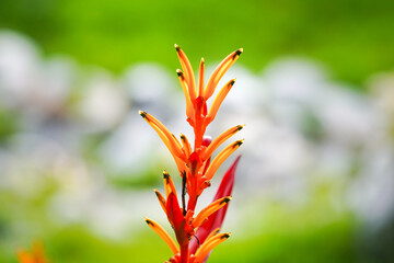 Close-up at vibrant red Heliconia hirsuta flower. Flower in nature outdoor, selective focus.