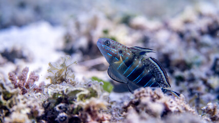 Healthy Banded Sleeper Goby fish