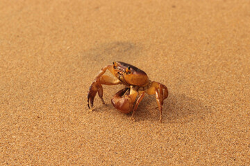 Crab Rave sand Beach Images Pictures