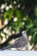 Birds Images dove Green Backgrounds wildlife photography