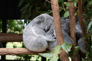 koala Nature Images zoo mammal