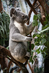 koala Nature Images zoo mammal