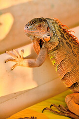 pet Iguana climbing on my porch