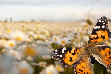 beautiful butterfly on nature background with flowers
