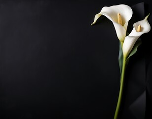 elegant white calla lily flowers on right side black empty paper on dark background.
Funeral condolence, card sympathy floral concept