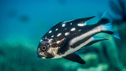 Swimming leisurely Big Midnight Snapper fish  © Bandiwage