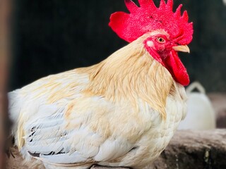 white color hen in her's house naturaly