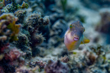 Colorful Sharpnose Puffer fish and coral