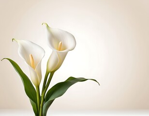elegant white calla lily flowers on right side white empty paper on neutral background. Thanks card, gift card, Funeral condolence, card sympathy floral concept