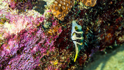 Colorful Sharpnose Puffer fish and coral