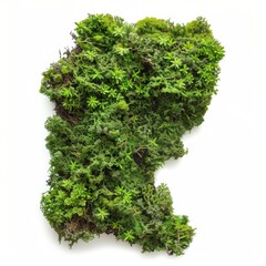 Obraz premium A close-up of a vibrant green moss patch, isolated on a white background. The moss is lush and textured, showcasing a variety of different types of moss.