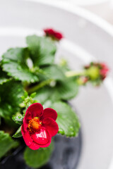 red strawberry plant flower in white pot, shallow depth of field