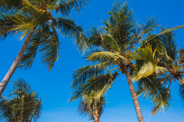 Tropical palm trees in close-up against the blue sky